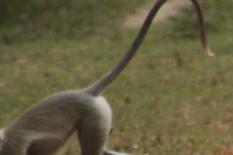 Apor i Udawalawa nationalpark